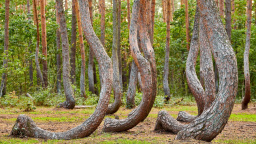 Nejpodivnější les Evropy: co skrývají záhadně ohnuté stromy v Polsku