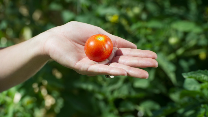 Tohle chcete mít na zahradě: Rostlina, která rodí rajčata i brambory zároveň
