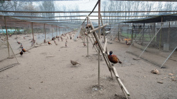 V bažantnici na Písecku je ptačí chřipka, 10.000 bažantů se musí zlikvidovat