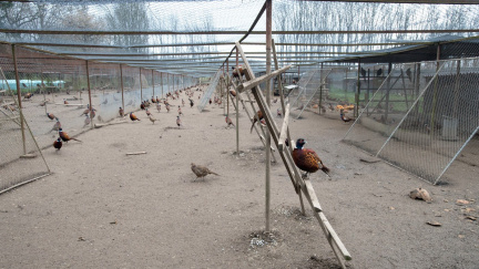 V bažantnici na Písecku je ptačí chřipka, 10.000 bažantů se musí zlikvidovat
