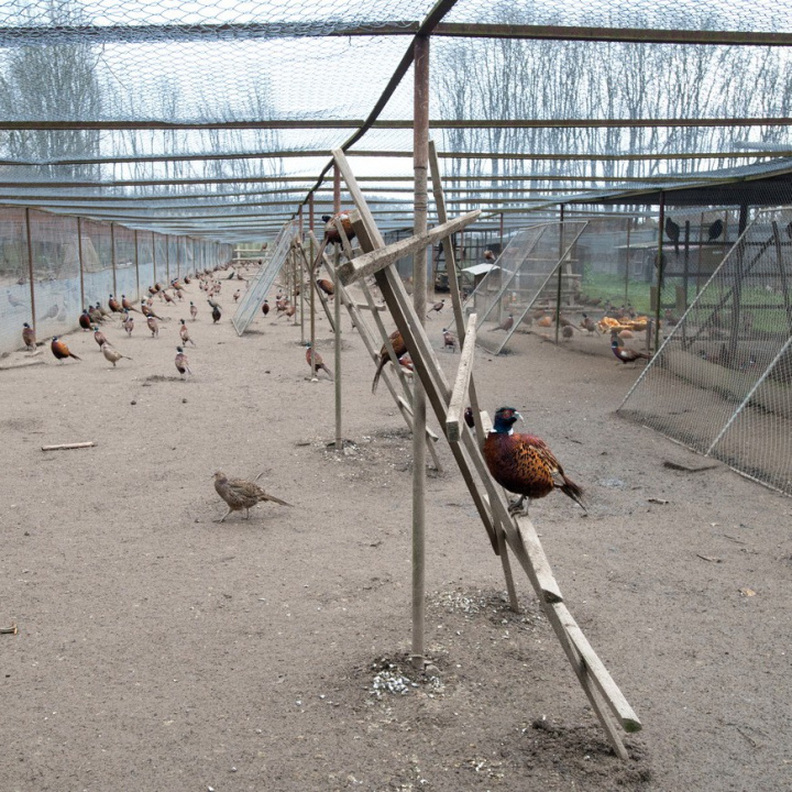 V bažantnici na Písecku je ptačí chřipka, 10.000 bažantů se musí zlikvidovat