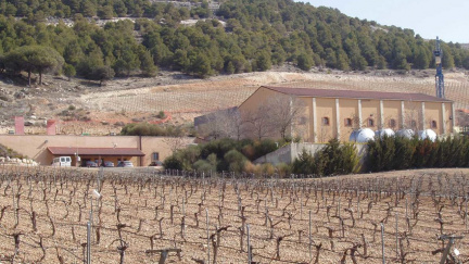 Víno, které myslí na vaše tělo: Proč si lidé s nízkohistaminovou dietou vybírají právě Pago de Carraovejas