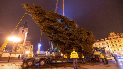 Vánoční strom pro Staroměstské náměstí uřízli dřevorubci v Jiřetíně pod Jedlovou