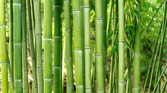 Bambus