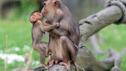 Tajemství polibku: Odkud se vzalo líbání a proč je vůbec praktikujeme?