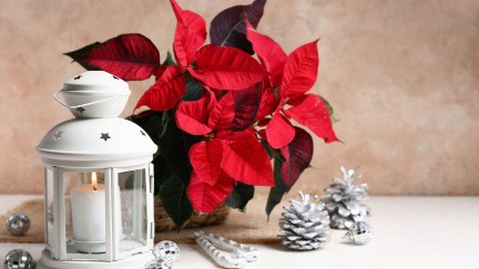 Tajemství vánoční hvězdy: proč právě ona kraluje českým domácnostem