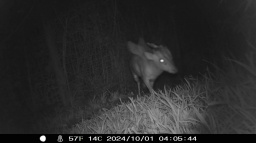 Tajemní tvorové v lesích a podzemí? Podivné nálezy, které vědci neradi komentují