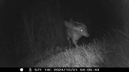 Tajemní tvorové v lesích a podzemí? Podivné nálezy, které vědci neradi komentují