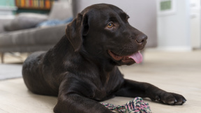 cute-dog-with-toy-laying-floor
