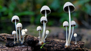 Ilustrační obrázek