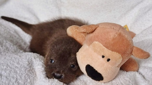 Zachránil malou vydru, začal příběh, který bere za srdce