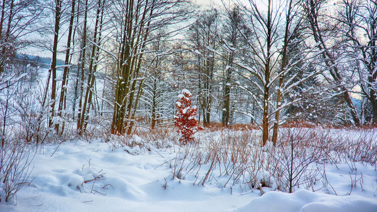 Počasí chystá prudkou otočku: Z ničeho nic udeří kruté mrazy