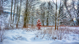 Počasí chystá prudkou otočku: Z ničeho nic udeří kruté mrazy