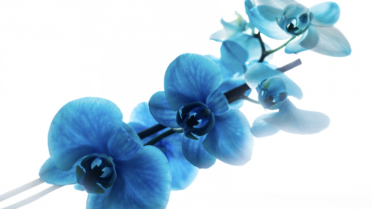 Trik pěstitelů: jak udělat z vaší orchideje opět krásku plnou květů