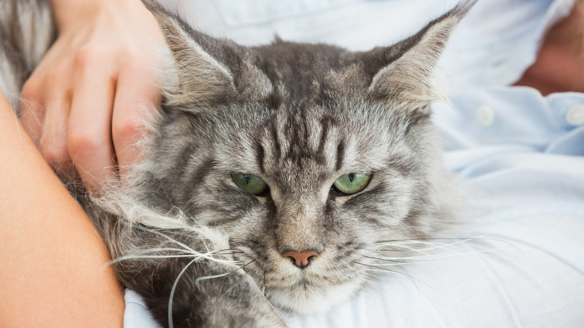 Proč kočka při hlazení kousne? Čtyři důvody, které odhalují její skutečné emoce