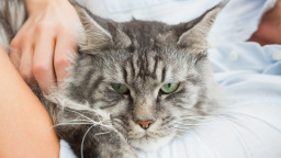 Proč kočka při hlazení kousne? Čtyři důvody, které odhalují její skutečné emoce