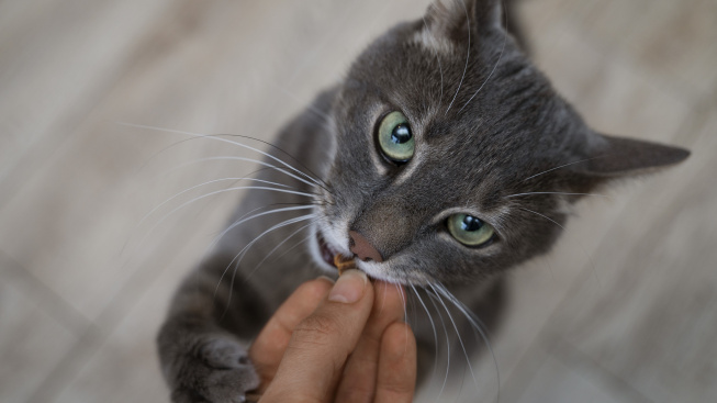 close-up-adorable-pet-eating (1)