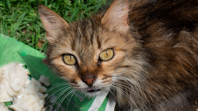 pictures-lovely-cat-as-domestic-animal-view