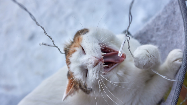 elegant-white-cat-nibbles-glowing-garland