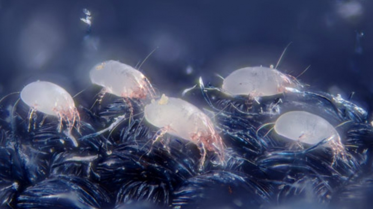 Peklo domova: Šokující tvorové, kteří mohou vzniknout z domácího prachu