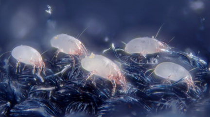 Peklo domova: Šokující tvorové, kteří mohou vzniknout z domácího prachu