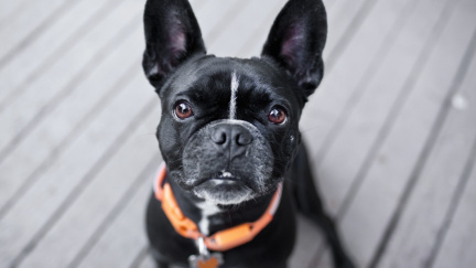 Psi nestárnou sedmkrát rychleji než lidé. Věda vyvrací stereotyp