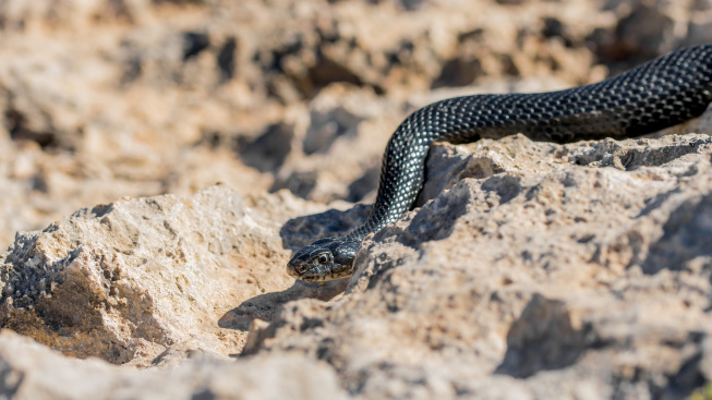 black-western-whip-snake-hierophis-viridiflavus-slithering-rocks-dry-vegetation-malta