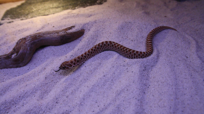 high-angle-view-snake