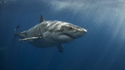 Hlasitý hluk z hlubin vyděsil vědce. Našli jsme megalodona?