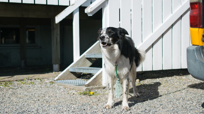domestic-black-white-dog-standing-front-its-kennel