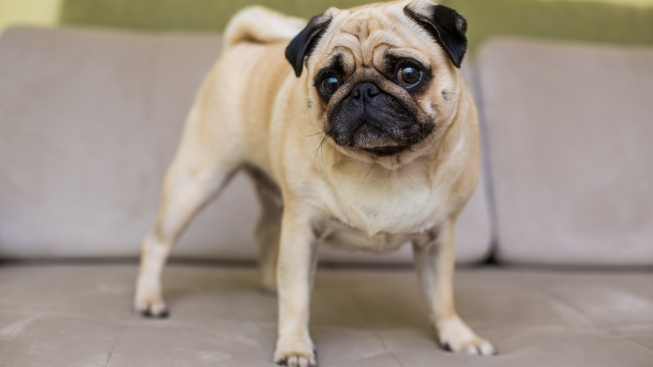 pug-is-resting-natural-parquet-tired-mops-dog-lies-floor-top-view