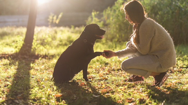side-view-dog-woman-hand-shaking-park