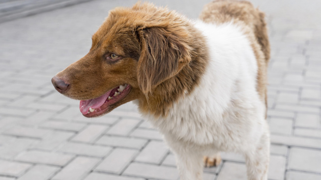 adorable-dog-shelter-outside-waiting-be-adopted