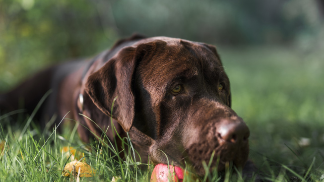 labrador-lying-green-grass-with-ball