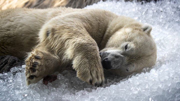 Do výběrového řízení za ředitele pražské zoo se přihlásilo 33 lidí