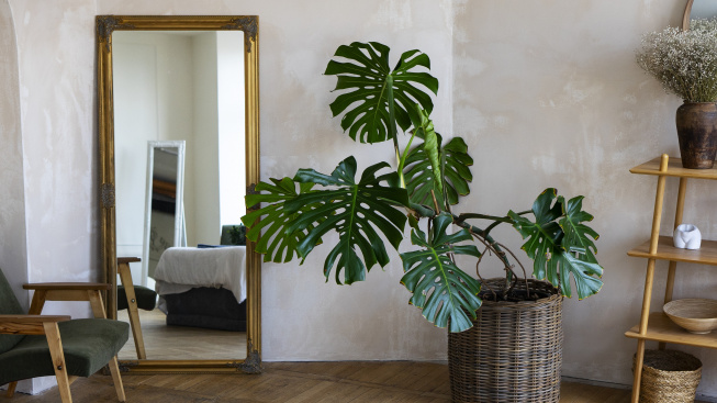 room-decor-with-mostera-plant-wooden-shelf