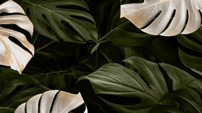Monstera