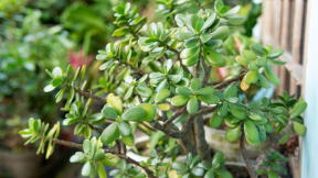 profimedia-1012432902