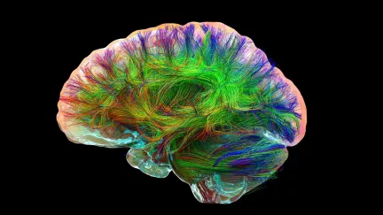 Není mozek jako mozek. Každý umí reagovat jinak rychle: Vědci zjistili, co za to může