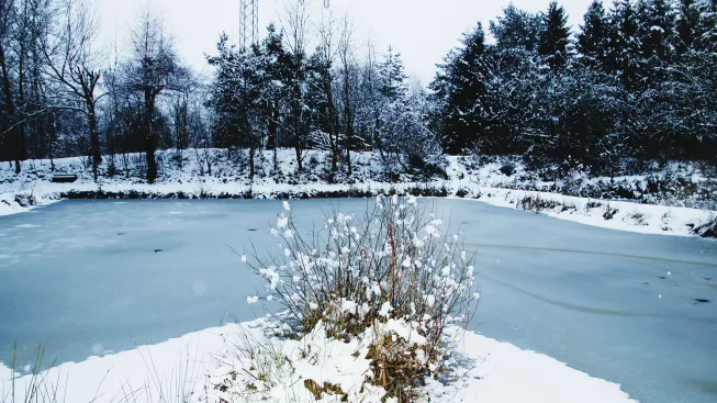 close-up-reflection-tree-water