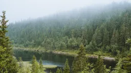 Nesmysl, nebo geniální řešení klimatické změny? Vědci chtějí utopit lesy v oceánu