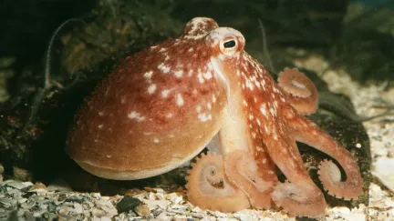 Revoluce v maskování. Materiál mění tvar i barvu jako chobotnice