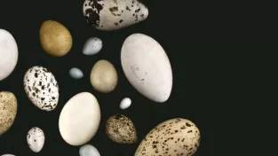 Není vejce jako vejce, ukazuje nová výstava Jihomoravského muzea ve Znojmě