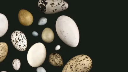 Není vejce jako vejce, ukazuje nová výstava Jihomoravského muzea ve Znojmě