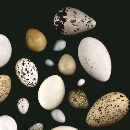 Není vejce jako vejce, ukazuje nová výstava Jihomoravského muzea ve Znojmě