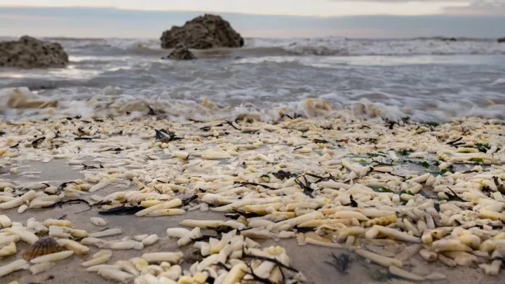 Pláže plné hranolků. Anglické pobřeží zaplavila bizarní potravinová katastrofa