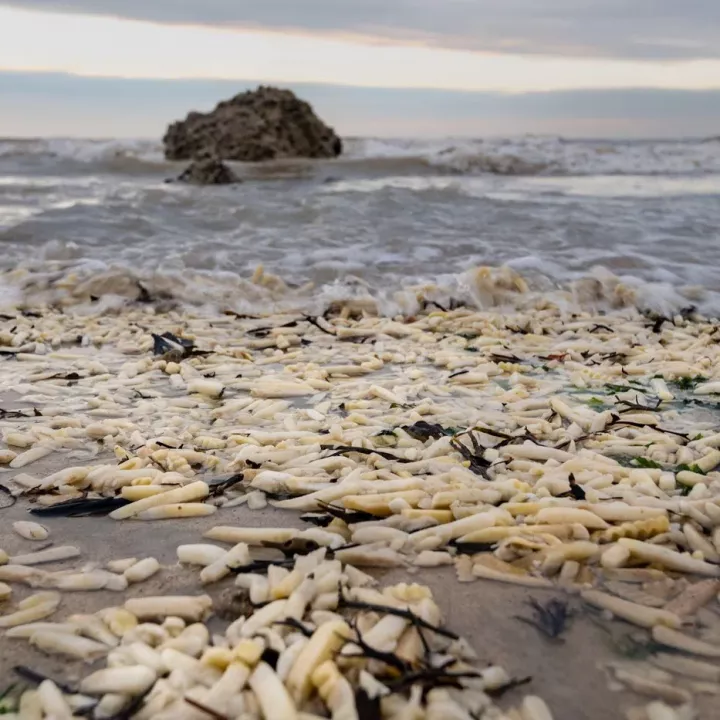 Pláže plné hranolků. Anglické pobřeží zaplavila bizarní potravinová katastrofa