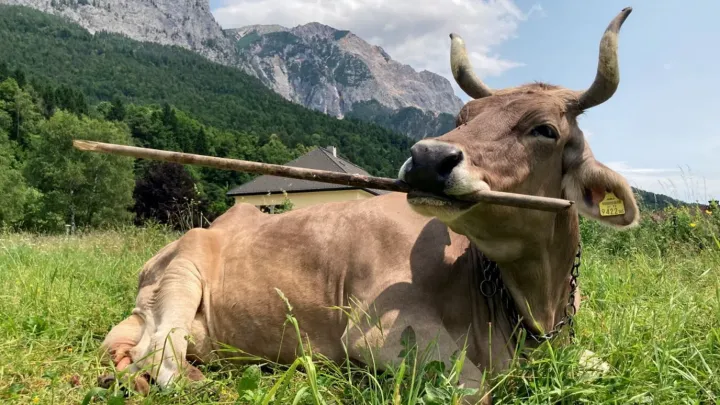 První případ v historii! Obyčejná kráva vyrazila dech celému světu: Podívejte se na video, co se naučila