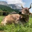 První případ v historii! Obyčejná kráva vyrazila dech celému světu: Podívejte se na video, co se naučila