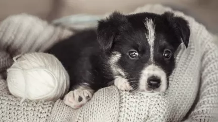 První štěně v rodině: co byste měli vědět, než si domů přivedete chlupatého člena